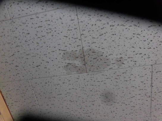 天井裏の清掃です ネズミの糞でした シーエスワイのクリーニング日記